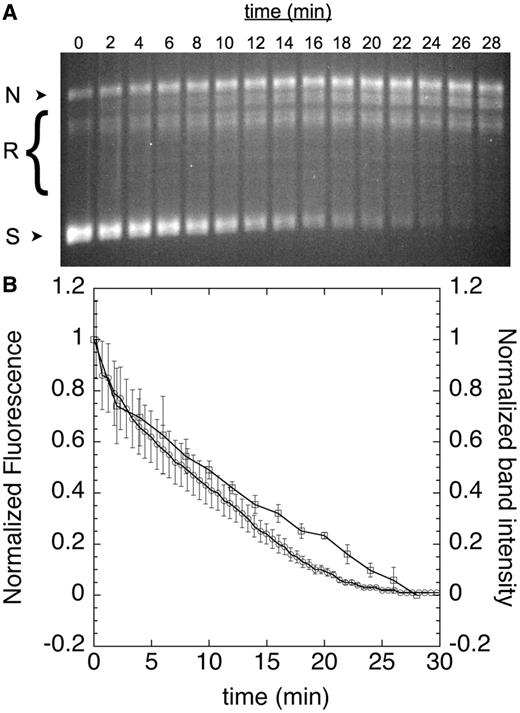 Reintegration of cruciform. Supercoiled labeled pAT42C (3.68 ng/µl) was relaxed with human Topo IIα (1.6 nM) at 37°C; aliquots were removed at the indicated time points and quenched with SDS and EDTA before analysis by agarose gel electrophoresis; nicked, relaxed and supercoiled DNA bands are indicated as N, R and S, respectively (A). The disappearance of supercoiled bands in the gel was quantified and expressed as a function of time (B, squares). Fluorescence was also monitored continuously in solution (B, circles). Error bars represent the standard deviation of three replicates.