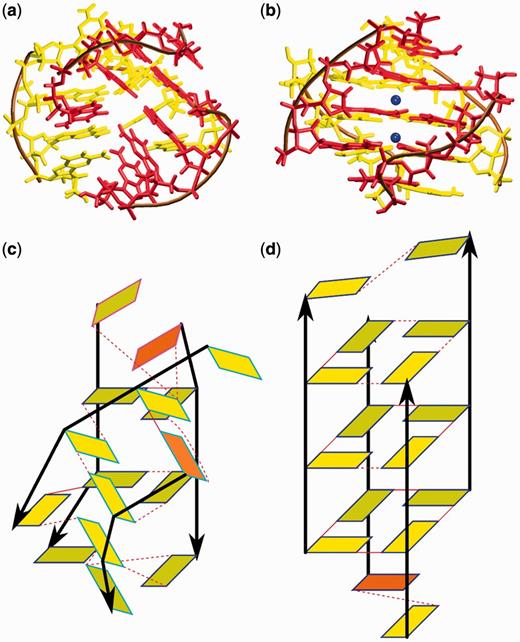 (a) Final structure of the parallel all-anti tetrameric [d(G4)]4 G-DNA stem forming the cross-like structure in the no-salt unfolding simulation. (b) The structure at the end of the standard re-folding simulation, which has a stem with three tetrads and mutual slippage of the diagonally placed strand pairs, leading to formation of GG base pairs above and below the stem. Strands forming the cross-structure in part (a) are colored red and yellow, the Na+ ions are blue and the backbone brown. (c) Structural scheme of the molecule depicted in (a). (d) Structural scheme of the molecule depicted in (b). For further explanation of the schemes, see the legend of Figure 2.
