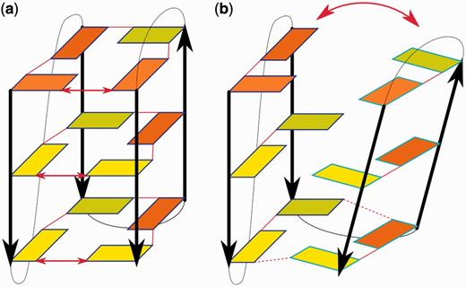 Two types of movements observed during the 300 ns no-salt simulation of the hybrid 2GKU quadruplex. (a) Modest and reversible opening of the groove between the first and last strands, with local loss of direct base pairing. (b) Large opening of the quadruplex from the upper part downward. The schemes are visualized as in Figure 2. The red arrows show directions of the movements.