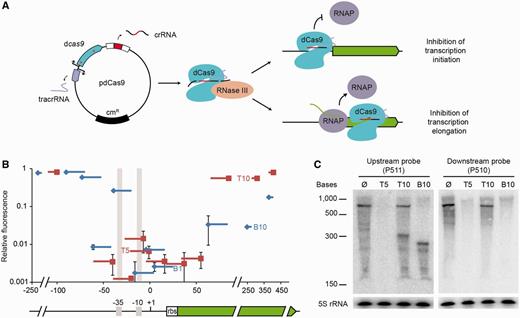  dCas9-mediated repression in E. coli . ( A ) Plasmid pdCas9 encodes a cas9 mutant containing D10A and H840A substitutions (red asterisks) that abrogate nuclease activity. dCas9 binds to a tracrRNA:precursor crRNA and recruits RNase III to process the precursor and liberate the crRNA. The crRNA directs binding of dCas9 to promoter or open reading frame regions to prevent RNAP binding or elongation, respectively. ( B ) GFP fluorescence of cells expressing dCas9 guided to different regions of the gfp-mut2 gene, relative to the fluorescence of cells expressing a non-targeting dCas9, as a function of the position of the target sequence within the gene (+1, transcription start). Squares indicate the PAM position, lines the extension of complementarity between the crRNA guide and the reporter gene. Red and blue lines indicate crRNAs sequences identical to top or bottom DNA strand, respectively. Error bars show one standard deviation from the mean of three relative fluorescence values. The gfp-mut2 gene (green), its promoter, including the −35 and −10 elements (gray shade) and the ribosome binding site (rbs) are shown as reference for the localization of the dCas9 binding sites. ( C ) Nothern blot with probes annealing either upstream or downstream of the T10 and B10 target sites using RNA extracted from cells expressing T5-, T10-, B10-guided dCas9 or a control strain without a target. Detection of 5S RNA serves as control. 