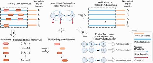 An HMM approach for multimodal motif discovery from PBM data. (1) Positive (bound) k-mers are selected from the training DNA probe sequences (e.g. Array #1). (2) The positive k-mers are aligned using a multiple sequence alignment method. (3) The aligned positive k-mers are input for training an HMM using Baum–Welch training in an unsupervised fashion. (4a) The trained HMM is tested on the testing DNA probe sequences (e.g. Array #2). (4b) The trained HMM can be analyzed and visualized using N-Max-Product algorithm.