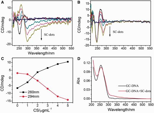 CD spectra of 2 µM GC-DNA ( A ) and AT-DNA ( B ) titrated with different SC-dots: 0, 1, 2, 3, 4, 5 µg/ml. The straight line in middle is CD spectrum of 5 µg/ml SC-dots alone. ( C ) Plot of CD intensity at the 260 nm (black square) or at 294 nm (red circles) as a function of the SC-dots concentration. The data were adopted from (A). ( D ) UV spectra of GC-DNA in the absence or presence of 2µg/ml SC-dots.