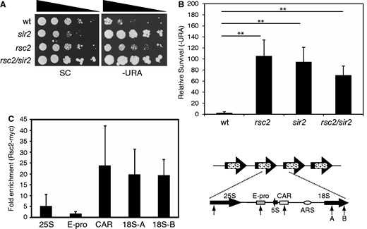 Rsc2 is important for mediating silencing of rDNA. (A) Silencing was monitored in strains containing a URA3 reporter gene in the rDNA (32) by assaying survival on media lacking URA relative to survival on SC medium. (B) Survival of silencing reporter strains as in (A) on media lacking URA was quantitated, and the data are represented as the mean ± 1 SD of at least three independent experiments. Statistical analysis was performed using an unpaired t-test. Asterisks indicates P ≤ 0.01. (C) Chromatin IP analysis of Rsc2-myc at various locations across the rDNA repeat. Data shown are the mean enrichment of at least three independent experiments ± 1 SD. The right hand panel shows a schematic of the 9.1 kb rDNA repeats with an expanded view of a single repeat. The 25S, 5S and 18S coding sequences are indicated with solid arrows. The relative positions of the E-pro promoter region, cohesin-associated region and autonomously replicating sequence (ARS) are indicated. Locations of primer pairs are indicated with arrows.
