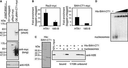 The Rsc2 BAH-CT1 domain directly interacts with chromatin. (A) Western blot analysis of rsc2 null strains carrying an empty vector (lane 1; EV), a plasmid with myc-tagged full-length RSC2 under the control of its own promoter (lane 2; pRsc2-myc) and an overexpression construct of myc-tagged BAH-CT1 under the control of the GAPDH promoter (lane 3; OE pBAH-CT1-myc). Westerns were analyzed with anti-myc (top two panels) or anti-H2A (bottom panel) as a loading control. (B) Full-length Rsc2 and Rsc2 BAH-CT1 are associated with chromatin in vivo. ChIP assays examining enrichment of full-length Myc-tagged Rsc2 (top panel) or Myc-tagged overexpressed BAH-CT1 (bottom panel) relative to the untagged control at the HTA1 promoter or the 18S region of the rDNA (18S-B on Figure 1C). Data shown are the mean enrichment of at least three independent experiments ± 1 SD. (C) Coomassie stained gel of recombinant His-tagged BAH-CT1 (left panel). Western blot analysis of pull-down assays with nickel agarose using anti-H2B (right panel). Lane 1 shows 10% input of yeast mononucleosomes used in pull-down assays. The total bound fraction and 10% of the unbound fraction of each pull-down reaction were analysed for the presence of H2B by western blotting. (D) Gel shift analysis using mononucleosomes assembled onto radiolabeled DNA (lane 1) with increasing concentrations of recombinant His-tagged BAH-CT1.