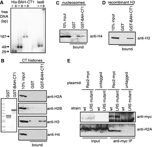 The BAH-CT1 domain of Rsc2 interacts with histone H3. (A) Gel shift analysis using radiolabeled DNA with recombinant His-tagged BAH-CT1 or recombinant MBP-tagged Ies6 as a positive control. (B) Coomassie-stained gel of recombinant GST or GST-BAH-CT1 (left panel) used in pull-down assays with native calf thymus histones. Bound proteins were analyzed by western blotting with antibodies against each of the four core histones (right panel). (C) Pull-down assay using GST or GST-BAH-CT1 and native yeast mononucleosomes analyzed with anti-H4 antibody. (D) Pull-down assay using GST or GST-BAH-CT1 and recombinant purified histone H3, analyzed with antibodies against histone H3. (E) Co-immunoprecipitation of chromatin with wt Rsc2 is unaffected by LRS mutation A75V of histone H3. Co-IP was performed from the indicated strains containing either myc-tagged Rsc2 expression plasmid (Rsc2-myc) or empty vector with anti-myc antibody. Input and bound proteins were analyzed with anti-myc (top panel) or anti-H2A (bottom panel).
