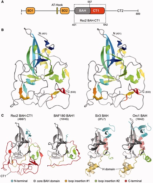 Structure of the Rsc2 BAH-CT1. (A) Schematic representation of the functional domains of Saccharomyces cerevisiae Rsc2 where BD, BAH and CT indicate bromodomain, BAH domain and C-terminal conserved regions, respectively. The boxed region indicates the amino acid boundaries of the RSC2-BAH-CT1 expression construct used in this study. (B) Stereo-pair secondary structure cartoon of RSC2-BAH-CT1, colored blue to red from the visible N-terminus at residue 401 to the C-terminus at residue 633. (C) Side-by-side comparison of the BAH domain structures of Rsc2 BAH-CT1 (this study), BAF180, Sir3 and Orc1. The core canonical BAH domain fold is colored gray in each case. N- and C-terminal additions/extensions to the fold are colored blue and red, respectively, with loop insertions at two points colored in green and yellow. PDB accession codes are shown in parentheses.
