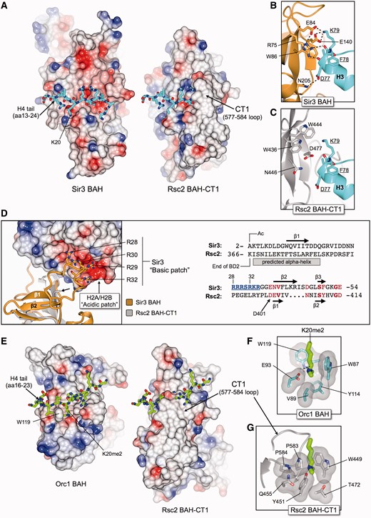 The Rsc2 BAH-CT1 domain differs from both Sir3 and Orc1 BAH domains in regions critical for making histone-specific contacts, indicating that the mechanism of H3 binding in Rsc2 is distinct from these proteins. (A) Molecular surface representations of Sir3 BAH (left) and Rsc2 BAH-CT1 (right) coloured by electrostatic potential. The tail of histone H4 (amino acids 13-24) bound to Sir3 is shown in stick representation, with carbon atoms colored in cyan. The equivalent path for the histone tail in Rsc2 was determined by superposing the two structures. The overall charge distribution on the surface of Rsc2 is different to Sir3, being much less acidic and more hydrophobic in nature and therefore unlikely to bind to the histone H4 tail. Furthermore, the presence of the CT1-loop (amino acids 577–584) also prevents an interaction by blocking the expected binding path. (B) Molecular details of the Sir3-BAH interaction with helix α1 and loop L1 of histone H3, including several residues comprising the LRS region of the nucleosome core particle. Potential hydrogen bonds are indicated by black dotted lines. (C) Molecular details for the equivalent region of Rsc2 BAH-CT1 as shown in (B), highlighting that the identities of the amino acids involved in H3 binding are not conserved between the two BAH domains. (D) The N-terminus of Sir3 contains a ‘basic patch’ (amino acids 28–32), which interacts with a complementarily charged ‘acidic patch’ formed between histones H2A and H2B on the surface of the nucleosome core particle, as shown by the molecular cartoon and electrostatic surface (left). Sir3 BAH is shown in gold, and superposed Rsc2 BAH-CT1 in gray. The visible N-terminus (Asp401) of Rsc2 is indicated by the short arrow. Amino acid sequence alignment and secondary structure prediction (right) indicates that a similar basic patch is not present in Rsc2, and that the protein could not interact with the acidic patch in the same manner as Sir3. BD2 = bromodomain 2. (E) As for (A), but showing the interaction between Orc1 and the tail of histone H4 (amino acids 16–23) dimethylated at lysine 20. (F) Molecular details of the Orc1 BAH H4K20me2 binding pocket. (G) Molecular details for the equivalent region of Rsc2 BAH-CT1, as shown in (F), highlighting that the identities of the amino acids involved in K20me2 binding are not conserved between the two BAH domains, and do not form a methyl-lysine binding pocket.
