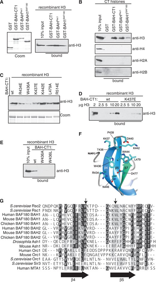 A conserved motif on Rsc2 BAH mediates the interaction with H3. (A) Left panel: Coomassie stained gel of GST, GST-BAH domain from Rsc1 (GST-BAHRsc1) and GST-BAH1 from BAF180 (GST-BAH1BAF180). Right panel: GST pull-down assay using Rsc2 BAH-CT1 (GST-BAH-CT1), GST-BAHRsc1 or GST-BAH1BAF180 and recombinant histone H3. Bound protein was analyzed by western blotting using anti-H3. (B) Rsc2 GST-BAH-CT1, GST-BAHRsc1 and GST-BAH1BAF180 proteins were assayed for the ability to specifically interact with histone H3 from a mixture of calf thymus core histones in pull-down assays. Bound protein was analyzed by western blotting using antibodies specific for each of the four core histones. (C) A panel of mutant Rsc2 GST-BAH-CT1 proteins was assayed for the ability to interact with histone H3 in pull-down assays. Bound protein was analyzed by western blotting using anti-H3 antibody. Coomassie stained gel of the GST-BAH-CT1 proteins used in the pull-down assays (bottom panel). (D) GST-BAH-CT1 or GST-BAH-CT1-K437E was used in pull-down assays containing the indicated amount of recombinant H3 and bound protein was analysed by western blotting using anti-H3. (E) Molecular details of the β4–β5 connecting loop of Rsc2 BAH-CT1 showing the positions of Trp436, Lys437 and Trp444. (F) GST pull-down assay using wt, W436A and W436L GST-BAH-CT1 constructs. Bound protein was analyzed by western blotting using anti-H3. (G) Sequence alignment of the region of the BAH domain encompassing β4, β5 (indicated by arrows below the alignment) and the connecting loop. The positions of Trp436 and Trp444 in Rsc2 are indicated by arrows above the alignment.