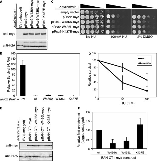 Mutation of the conserved motif in the Rsc2 BAH domain that is important for H3 binding in vitro disrupts some Rsc2 functions in vivo. (A) Western blot analysis of whole cell lysates prepared from rsc2 null strains carrying empty vector or expression constructs with full-length Myc-tagged Rsc2 (wt, W436A, W436L or K437E mutant) using anti-myc (top panel) or anti-H2A (bottom panel) as a loading control. (B) Silencing was monitored as in Figure 1B using the rsc2 null strain carrying either empty vector, wt Rsc2 or mutant Rsc2 constructs, and the data are represented as the mean ± 1 SD of at least three independent experiments. (C) The W436A and W436L mutant Rsc2 proteins are unable to fully complement the hypersensitivity of an rsc2 null strain. Serial dilutions of mid-log cultures were plated onto media containing the indicated drug and incubated for 2–3 days at 30°C before imaging. (D) Survival of the W436A mutant strain compared with wt Rsc2. Three independent cultures of each strain were grown and plated onto media containing the indicated amount of HU. Survival was calculated relative to media lacking HU and the data are shown ± 1 SD. (E) Western blot analysis of whole cell lysates prepared from rsc2 null strains carrying either empty vector or overexpression BAH-CT1-myc constructs as indicated using anti-myc (top panel) or anti-H2A (bottom panel) as a loading control. (F) W436A and W436L mutations in Rsc2 BAH-CT1 impair chromatin association in vivo. ChIP assays examining enrichment of Myc-tagged overexpressed BAH-CT1 relative to the untagged control at the 18S region of the rDNA. Data shown are the mean enrichment of at least three independent experiments ± 1 SD.