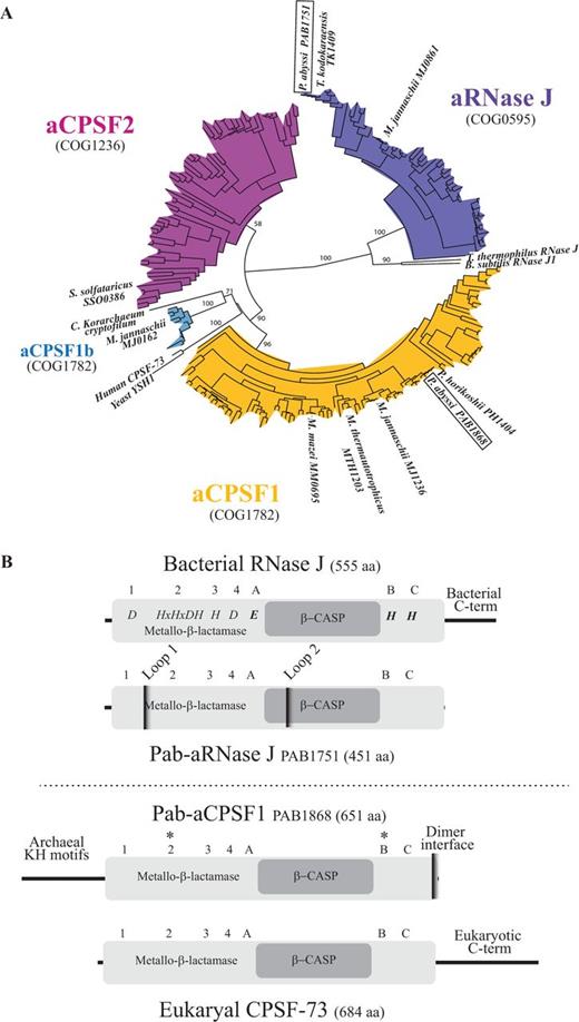 The archaeal metallo-β-lactamase β-CASP protein family. (A) Phylogenetic tree of the four β-CASP OGs. The β-CASP proteins with reported structure or/and activity were added as landmarks: yeast and human CPSF 73 kD (10), M. thermautotrophicus MTH1203 (14), P. horikoshii PH1404 (16), M. mazei MM0695 (26), B. subtilis RNase J1 (48), Thermus thermophilus RNase J (21,49), P. abyssi PAB1751 (24), M. jannaschii MJ0861, MJ0162 and MJ1236 (15), S. solfataricus SSO0386 (25). The P. abyssi β-CASP members are framed. It should be mentioned that the landmarked Candidatus Korarchaeum cryptofilum β-CASP member is not considered as a CPSF1b fellow in view of its sequence. (B) Schematic representation of Pab-aRNAse J (PAB1751) and Pab-aCPSF1 (PAB1868), homologs of bacterial RNase J (Top) and eukaryal CPSF-73 (Bottom), respectively. The β-CASP and metallo-β-lactamase domains are highlighted in dark and light grey, respectively. The three β-CASP motifs (A-C), four metallo-β-lactamase motifs (1–4) and N- and C-terminus are indicated with respective features. Pab-aRNase J loop 1 and 2 insertions are indicated (24). The asterisks (*) indicate the position of conserved amino acids that have been mutated in this study, H261A and H594A.