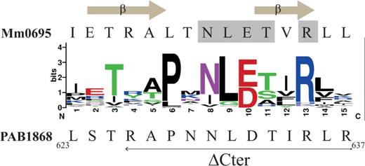 Sequence conservation of the last 16 residues of the 110 members of aCPSF1 is shown using Weblogo representation (http://weblogo.berkeley.edu). The amino acid C-terminal sequence of M. mazei Mm0695 and of P. abyssi PAB1868 (Pab-aCPSF1) are specified on the top and bottom, respectively. The residues establishing interacting hydrogen bonds in the protein–protein interface of the dimeric structure of Mm0695 (26) are highlighted in grey and the β-sheets formed by these residues are indicated. The last 12 residues that were deleted in aCPSF1ΔCter variant are indicated by a horizontal arrow under the P. abyssi sequence.