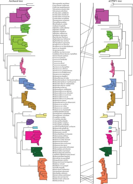 Congruence of the archaeal and aCPSF1 phylogenetic trees. The archaeal tree was constructed from a concatenated sequence of 53 ribosomal proteins. The archaeal aCPSF1 tree was constructed from sequences that were available at the time of analysis. Individual archaeal clades are colored to facilitate the comparison between the two trees.