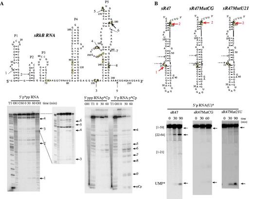 In vitro activity of Pab-aCPSF1 on sRkB and sR47 variant RNA substrates. (A) Cleavage sites on the sRkB map are indicated by solid and dotted arrows for strong and weak, respectively. The cleavage sites are numbered from 1 to 9 and the 11 CA dinucleotides of sRkB RNA are highlighted in grey (Top). The kinetic analysis of cleavage of the 5′p*pp RNA, 5′ppp RNAp*Cp and 5′p RNAp*Cp sRkB substrates at 65°C is shown (Bottom). (B) Cleavage sites induced by Pab-aCPSF1 on the sR47, sR47MutCG and sR47Mut21U maps (Top). The CA dinucleotides are highlighted in grey and the cleavage sites are indicated by red arrows. The sR47MutCG and the sR47Mut21U mutants possess an extra CG dinucleotide (bold italic characters, forming base pairs with G20 and C21) and a U at position 21, respectively. The CG insertion impedes cleavage at C21 and reduced the exonucleolytic degradation pathway as shown by the kinetic analyses of uniformly labeled sR47 and sR47MutCG (5′p RNA(U)*). The replacement of the U by a C impedes cleavage at position 21 but does not affect the exonucleolytic degradation of 5′p sR47Mut21U (U)* (Bottom). See Figure 2 legend for symbols.