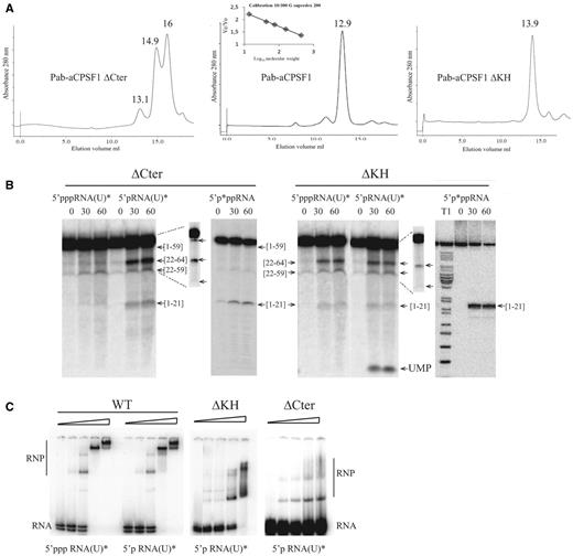 Pab-aCPSF1ΔCter (ΔCter) and Pab-aCPSF1ΔKH (ΔKH) variants. (A) Size exclusion chromatography of Pab-aCPSF1 and its variants. The proteins were separated on Superdex 200 and the apparent molecular masses defined using the inset calibration curve. Gel filtration yielded a minor peak at 13.1 ml and major peaks at 14.9 and 16 ml for Pab-aCPSF1ΔCter corresponding to dimeric protein (148 kDa), monomers (55 kDa) and a proteolysis products (30 kDa) (Supplementary Figure S4), respectively. It should be noted that the monomer elutes at higher volume than expected (55 kDa instead of 72 kDa) (Supplementary Figure S4) (left). Gel filtration yielded a peak at 12.8 ml for Pab-aCPSF1 corresponding to a dimeric protein (159 kDa) (middle) Gel filtration yield a peak at 13.9 ml for Pab-aCPSF1ΔKH corresponding to dimeric protein (92 kDa) (right) (B) Kinetic analysis of RNA cleavage of 5′p*pp RNA, 5′ppp RNA(U)* and 5′p RNA(U)* substrates by protein variants (6 µM) at 65°C for the indicated times. Symbols are as in Figure 2. The products of the reaction were analysed on a 10% PAGE. Long migrations are shown in the inset (dotted lines) for 5′p RNA(U)* products. (C) Gel retardation assay with 10 fmol of 5′p RNA(U)* or of 5′ppp RNA(U)* incubated with increasing concentrations (0, 0.3, 0.6, 1.25 and 2.5 µM) of Pab-aCPSF1 (WT), ΔKH or ΔCter variants. RNA-protein complexes (RNP) are indicated.