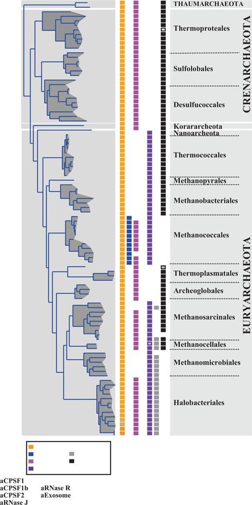 Distribution of the four archaeal β-CASP OGs, archaeal exosome and aRNase R on the archaeal lineage inferred from a set of concatenated conserved proteins (see ‘Materials and Methods’ section). Open rectangles indicate the existence of more than one member.