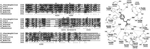 Editing site sequence alignments for bacterial PheRSs. Sequences are from the first (top) and second (bottom) signature motifs using E. coli numbering. See main text for details. Inset is the structure of the Thermus thermophilus editing site in complex with Tyr, with E. coli numbering in parentheses (34).