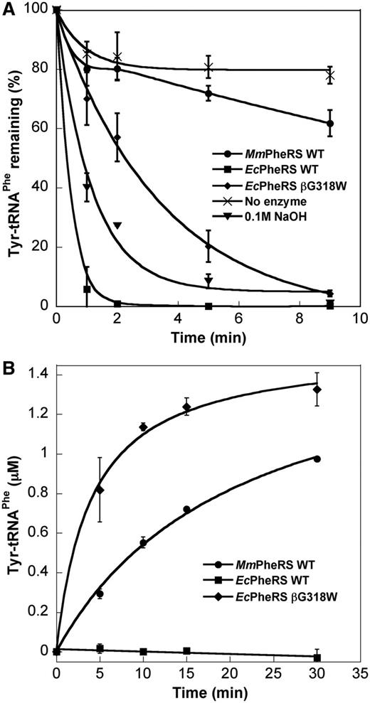 Aminoacylation and editing activities of MmPheRS. (A) Post-transfer editing of preformed Tyr-tRNAPhe by MmPheRS. WT EcPheRS and 0.1 M NaOH serve as positive controls and editing-deficient αA294G βG318W E. coli PheRS as a negative control. (B) Tyrosylation of MmtRNAPhe by MmPheRS, EcPheRS and the αA294G βG318W E. coli PheRS editing-deficient mutant. Data represent averages of three independent experiments and the corresponding standard errors.