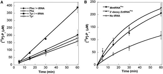 ATP hydrolysis by MmPheRS. (A) ATP hydrolysis activity in the presence of cognate Phe (1 mM) or noncognate Tyr (5 mM), with or without MmtRNAPhe (10 µM). (B) tRNA-dependent ATP hydrolysis in the presence of non-cognate Tyr (5 mM) with MmtRNAPhe (5 µM), 2′-deoxy EctRNAPhe (5 µM) or no tRNA. ATP hydrolysis was monitored in the absence of enzyme during each experiment and subtracted from data points. Data represent averages of three independent experiments and the corresponding standard errors.