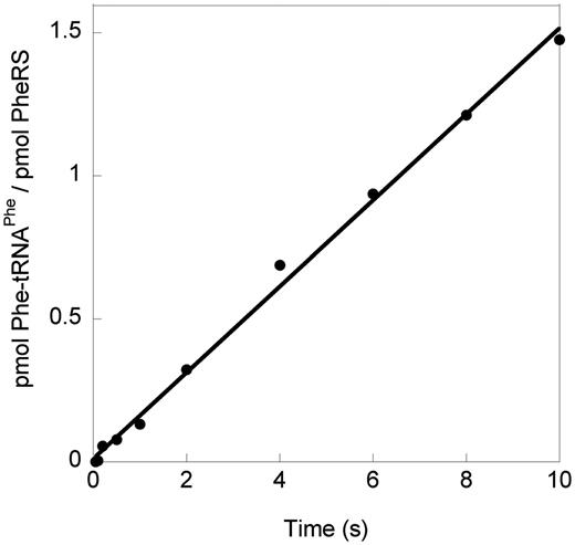 Transient kinetics of MmPheRS. Time course of aminoacylation in pre-steady-state burst conditions (0.5 μM PheRS and 20 μM tRNAPhe). The absence of a burst of product formation indicates that product release is not rate limiting, in contrast to aaRSs where product release is rate limiting (31).