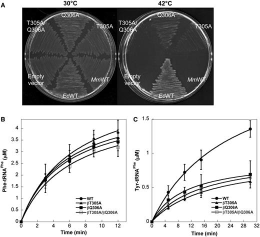 Activity of MmPheRS quality control variants. (A) Rescue of growth phenotype of E. coli NP37 (pheSts). E. coli NP37 was transformed with plasmids producing WT MmPheRS, MmPheRS variants βT305A, βQ306A and βT305A/Q306A and WT EcPheRS as positive and empty vector as negative controls, respectively. (B) Phenylalanylation and (C) tyrosylation by WT MmPheRS and variants βT305A, βQ306A and βT305A/Q306A. Data represent averages of three independent experiments and the corresponding standard errors.