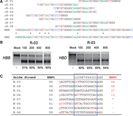  On- and off-target cleavage by CRISPR/Cas9 systems targeting the HBB gene. ( a ) Guide strands are aligned to their target sites and corresponding region in HBB and HBD . Forward direction guide strands (marked ‘greater than’) are shown adjacent to NGG, representing the PAM sequence. Guide strands complementary to the reverse strand (marked ‘less than’) are listed to the right of CCN. Asterisks between HBB and HBD indicate nucleotides that differentiate the two genes. The first base shown in HBB is the sickle cell anemia mutation site. For clarity, the A, C, T and G nucleotides are shown in green, blue, red and black, respectively. ( b ) R-03-induced cleavage at HBB (on-target) and HBD (off-target) measured by the T7E1 assay. Cells were transfected with 100, 200, 400 or 800 ng of the R-03 CRISPR plasmid. ( c ) Guide strands ranked in order of the off-target mutation rates at HBD . Differences between the guide sequence and HBD are in red. A lowercase g indicates that the first base in HBB does not match the guide strands’ initial G (for all but R-01). The 12 bases closest to the PAM are boxed in blue and numbered on top. 