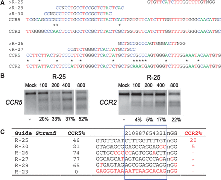  On- and off-target cleavage by CRISPR/Cas9 systems targeting the CCR5 gene. ( a ) Guide strands are aligned to their target sites in CCR5 and corresponding region in CCR2 . Forward direction guide strands (marked ‘greater than’) are shown adjacent to NGG, representing the PAM sequence. Guide strands complementary to the reverse strand (marked ‘less than’) are listed to the right of CCN. Asterisks between CCR5 and CCR2 indicate nucleotides that differentiate the two genes. For clarity, the A, C, T and G nucleotides are shown in green, blue, red and black, respectively. ( b ) Cells were transfected with 100, 200, 400 or 800 ng of the R-25 CRISPR plasmid. Results of the T7E1 mutation detection assay with the on- and off-target mutation rates at CCR5 and CCR2 , respectively. R-23 targeting CFTR was used as a negative control. ( c ) Guide strands ranked in order of the off-target mutation rates at CCR2 . Differences between the guide strand sequence and complementary sequence in CCR2 are in red. The 12 bases closest to the PAM are boxed in blue and numbered on top. 