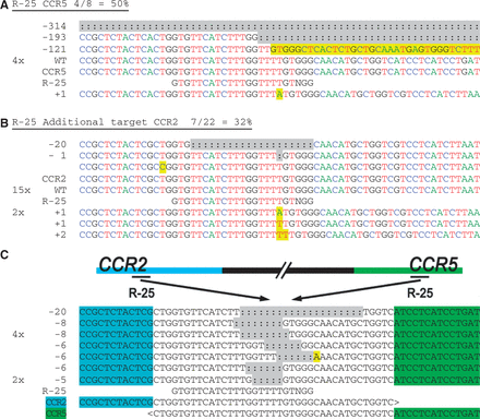  Chromosomal deletions in CCR5 and CCR2 induced by CRISPR/Cas9 systems. HEK-293T cells were transfected with each CRISPR construct, and their genomic DNA harvested after 3 days in culture. The ( a ) on- and ( b ) off-target loci for guide strands R-25 were amplified with flanking PCR primers, cloned and Sanger sequenced. Sequencing reads are given for each guide strand and aligned to the wild-type sequence. The number of times each read occurred is indicated to the left of the alignment. Unmodified reads are indicated by ‘WT’. In (b) the guide strand mismatch is boxed. In (a) and (b), the A, C, T and G nucleotides are shown in green, blue, red and black, respectively, for clarity. ( c ) Genomic DNA from cells treated with R-25 was amplified using a CCR2 forward primer and reverse primer downstream of the CCR5 site. The PCR products were sequenced and aligned to ‘ CCR2-CCR5 ’ with the bases unique to CCR2 or CCR5 indicated in blue or green, respectively, surrounding an identical area found in both genes. Sequencing detected that each product contained indels and mutations consistent with NHEJ, near the target sites for R-25. Insertions and point mutations are marked in yellow and deletions (:) are highlighted in gray. 