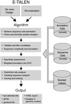  E-TALEN workflow. The E-TALEN workflow can be divided into three parts: the web service/interface, the implemented design algorithm and the output in various file formats and an html report. The web service can be sub-divided into the two different aims of de novo design of TALENs against a specific target and the re-evaluation of existing TALENs to find/re-check their target or genomic context. Depicted on the right are the pre-calculated databases that supply the design algorithm with genomic or sequence information, enabling fast and efficient information management during the design procedure. The main part of E-TALEN consists of design algorithms that find and validate putative TALEN targets, followed by providing comprehensive information on resulting TALENs and their target sites. These two parts of the workflow are hidden from the user. The last part of the E-TALEN workflow is the generation of an output that comprises various computer and human-readable file formats, which are known from high-throughput sequencing, and a visual report shown in the user’s browser. 