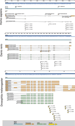  TALEN design output with exon 2 of Pten in different organisms as target. TALENs were designed against the tumour suppressor gene Pten with the aim to target the second exon. Shown are independent design runs for the three organisms human, zebrafish and fruit fly. Different transcripts of the gene are coloured orange, different coding sequences are coloured light green and TALENs are shown in yellow. Note that a TALEN is considered valid if any transcript’s second exon is targeted. Targeting the second exon is likely to introduce knockout mutations in the Pten gene. 