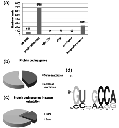 Bioinformatics analysis of the selected library. (a) Genomic distribution of the mapped reads generated after selection with AtCyp59_RRM_Zn domain. (b) Strand distribution of the aligned contigs according to the annotated gene. (c) Localization of the reads within the annotated gene in sense orientation. (d) Predicted binding motif based on sequences alignment of the seven most abundant clusters in the SELEX library using the MEME program tool.