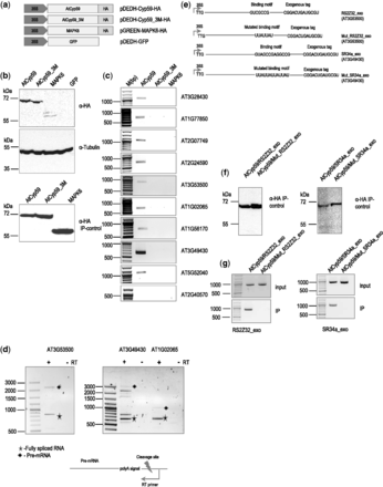 Transiently expressed AtCyp59 HA-tagged proteins in the A. thaliana protoplasts bind to endogenous mRNAs in vivo. (a) Schematic representation of the AtCyp59 constructs used in the transient transformation experiments. 35S, CaMV 35S RNA promoter sequence; HA, hemagglutinine antigen; 3M; mutations in the RRM domain (the same as in Figure 3a); GFP, green fluorescence protein; MAPK6, mitogen-activated protein kinase 6. (b) Western blot analyses of cells overexpressing the depicted constructs were performed using anti-HA antibody (upper panel) or anti-tubulin antibody (middle panel). Bottom panel is a western blot analysis of an HA immunoprecipitation used for RNA analysis shown in (c). Molecular weight markers are indicated on the left side. (c) Analysis of RNAs immunoprecipitated with the indicated proteins. RT–PCR with primers to the genes indicated on the right side (33 PCR cycles; primers used are listed in the Supplementary Table S3). Molecular weight marker is shown on the left side in bp range. (d) Analysis of selected pre-mRNAs immunoprecipitated with AtCyp59. Primers for RT reaction are designed to tag a pre-mRNA after the polyA signal; primers in the PCR are the same as in (c). +RT, PCR with reverse transcriptase added; -RT, PCR without reverse transcriptase; filled diamond, pre-mRNA product; star, fully spliced mRNA product. Other bands in the AT3G4930 lane are partially spliced products. (e) Schematic representations of the RNA constructs used for double transformation experiment with AtCyp59. TTG, mutated translational start codon; line, coding sequence of the gene; exogenous tag, partial sequence of the hemagglutinine antigen. (f) Western blot analyses of immunoprecipitation experiments with cells overexpressing the depicted combinations of constructs. The molecular weight marker is displayed on the left side. (g) RT–PCR with primers to the genes indicated at the bottom (primers used are listed in the Supplementary Table S3). Molecular weight marker is shown on the left side in bp range. Upper panel is a RT–PCR from total RNA isolated from protoplasts double transformed with the depicted constructs. Lower panel is an RT–PCR of RNA isolated after IP. Bands shown are amplified using the primers to the synthetic RNA construct which were designed to differentiate from endogenously expressed RNA.