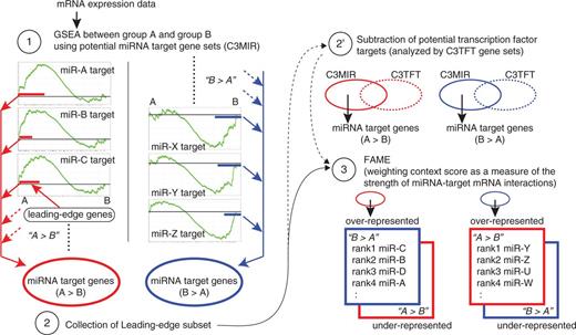 Outline of GFA. In step 1, GSEA is performed using C3 miRNA target gene sets (C3MIR), which contain potential target genes sharing a 3′UTR miRNA-binding motif for each miRNA, to assess whether each miRNA target gene set is enriched in group A or in group B. In step 2, leading-edge subsets, part of the members of each miRNA target gene set, which accounts for the enrichment of corresponding gene sets in group A or B in GSEA analysis, are collected for each gene set and assembled for groups A and B, respectively, to make the collection of overall miRNA target genes enriched in group A and B. As an option, similar procedures to steps 1 and 2 are performed using C3 transcription factor target gene sets (C3TFT) that contain genes sharing a transcription factor-binding site and the C3TFT target gene collection is subtracted from the C3MIR target gene collection subjected to FAME (step 2’). In step 3, FAME is applied to the C3MIR target gene collection in step 2, resulting in a ranked list of each miRNA activity and corresponding target genes accounting for this activity.