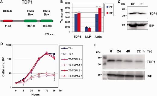 TDP1 is an essential HMG box-containing protein in T. brucei . ( A ) Schematic of TDP1 with its predicted protein domains. The HMG boxes and the DEK-C DNA-binding motifs (as predicted by ISB-SIB Motif Scan) are shown as ellipses with the corresponding amino acids indicated below. ( B ) Quantitation of TDP1 , NLP and actin transcript in both procyclic form (PF) and bloodstream form (BF) T. brucei using qRT–PCR. Transcript levels are shown in arbitrary units. Results are the mean of three independent experiments with standard deviation indicated with error bars. ( C ) Western blot analysis of TDP1 protein shows relatively comparable levels of TDP1 expression in BF and PF T. brucei . Lysate from 1 × 10 7 cells was loaded in each lane, the blot probed with an anti-TDP1 antibody and re-probed with anti-BiP antibody as a loading control. Sizes are indicated in kiloDaltons (kDa) on the left. ( D ) TDP1 is highly essential in BF T. brucei . Growth curves were performed in the presence (+) or absence (−) of tetracycline (Tet) to induce TDP1 RNAi. Parental T. brucei T3-SM ( 19 ) (T3) was compared with T. brucei T3-TDP1.1 and T3-TDP1.2 containing the TDP1 RNAi construct. Results are from three independent experiments with standard deviation indicated with error bars. ( E ) Western blot analysis of TDP1 protein knockdown after induction of TDP1 RNAi with tetracycline (Tet) for the time indicated in hours (h). Lysates from 1 × 10 6 cells were analysed at each time point. The blot was probed with an anti-TDP1 antibody and subsequently re-probed with anti-BiP antibody as a loading control.