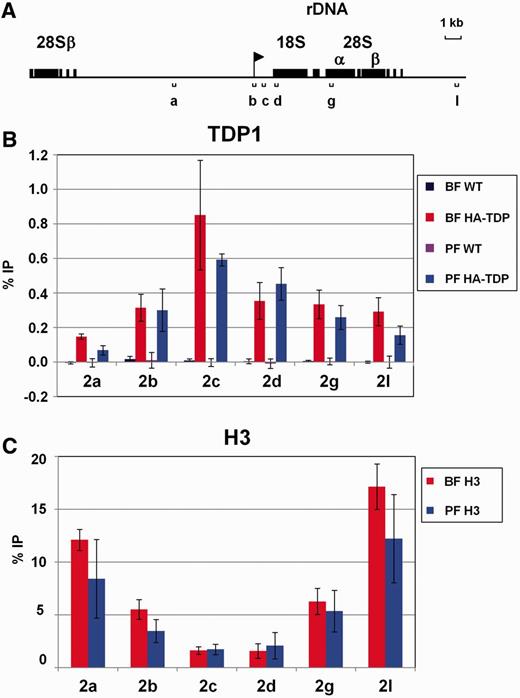 TDP1 is enriched at the Pol I-transcribed rDNA in inverse correlation with histone H3. ( A ) Schematic representing the rDNA locus. The rDNA promoter is indicated with a flag, and rDNA genes are indicated by boxes. Regions analysed using qPCR are shown with lettered brackets. ( B ) Increased abundance of TDP1 on transcribed regions of the rDNA as determined in ChIP experiments using HA-TDP1 expressing bloodstream form (BF HA-TDP) or procyclic form (PF HA-TDP) T. brucei. ChIP performed with the parental bloodstream form (BF WT) or procyclic form (PF WT) T. brucei not containing the HA epitope-tagged TDP1 is shown as a control. Results are presented as the percentage of input immunoprecipitated (% IP) after subtraction of the no antibody control as determined using qPCR (primers indicated in panel A). Results are the mean of three independent experiments with standard deviation indicated with error bars. ( C ) Relative depletion of histone H3 over the transcribed region of the rDNA locus in both bloodstream and procyclic form T. brucei determined using ChIP as in panel B.