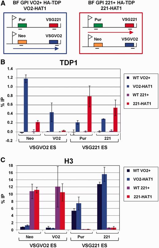 TDP1 is enriched at Pol I-transcribed VSG ESs in inverse correlation with histone H3. ( A ) Schematic showing the two isogenic BF T. brucei HA-TDP lines used in ChIP experiments that differ in the activation state of the VSG221 and VSGVO2 ESs. The ESs are shown, with promoters indicated with flags, relevant genes with filled boxes and transcription with an arrow. T. brucei BF GPI(VO2+) HA-TDP (VO2-HAT1) expresses VSGVO2 in the active ES, whereas BF GPI(221+) HA-TDP (221-HAT1) expresses VSG221 . The location of primers used for qPCR analysis is indicated with bars. ( B ) TDP1 is enriched on sequences present in the actively transcribed ES. ChIP was performed using parental T. brucei BF GPI(VO2+), (WT VO2+) and BF GPI (221+), (WT 221+) cells lacking HA-TDP1, as well as T. brucei HA-TDP1 expressing lines VO2+ HA-TDP (VO2-HAT1) and 221+ HA-TDP (221-HAT1) (indicated with coloured bars). Sequences present in either the VSGVO2 or VSG221 ESs are indicated below. The relative percentage of input immunoprecipitated (% IP) after subtraction of the no antibody control is shown as the mean from three independent experiments with the standard deviation represented with error bars. ( C ) Distribution of histone H3 shows an inverse correlation with TDP1 and is relatively depleted from the actively transcribed ES. qPCR analysis of immunoprecipitated material was performed as in panel B.