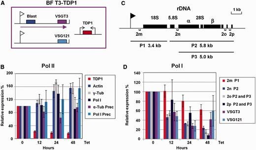 Depletion of TDP1 results in decrease of Pol I-derived transcripts. Total RNA was isolated after the induction of TDP1 RNAi for the indicated time, cDNA was made and qPCR performed to monitor transcript levels from various loci. ( A ) Schematic of T. brucei BF T3-TDP1 that stably expresses VSGT3 in the active ES, which is selected for with blasticidin (Blast). ES promoters are indicated with flags, relevant genes with boxes and transcription with an arrow. TDP1 RNAi is expressed from opposing tetracycline inducible T7 promoters (arrows). ( B ) Analysis of Pol II transcripts after induction of TDP1 RNAi with tetracycline (Tet) for the time indicated below. Transcripts analysed are: TDP1 , actin, γ-tubulin (γ-tub) and Pol I and precursor transcripts of α-tubulin and Pol I. Data shown in this panel are not normalized to the levels of another transcript, with the exception of the TDP1 transcript, which is normalized to actin. ( C ) Schematic of the rDNA locus. The promoter is indicated with a flag and various rRNA genes with boxes. Precursor rRNA transcripts as determined previously ( 34 ) are indicated below, where P1 is 3.4 kb, P2 is 5.8 kb and P3 is 5.0 kb. Regions analysed by qPCR are shown with lettered brackets. ( D ) Reduction in Pol I-derived transcripts after induction of TDP1 RNAi. Relative transcript amounts were quantitated with the primers indicated in panel C. Levels of rRNA precursor transcript or transcript from VSGT3 (in the active ES) or VSG121 (in a silent ES) were also monitored. Data shown have been normalized against values for the actin transcript shown in panel B. Relative transcript levels were calculated by dividing the value for the level of transcript at any given time point by the level present in uninduced (0 h) samples. Results are the mean of triplicate independent experiments, with standard deviation indicated with error bars.