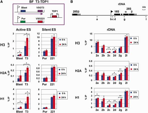 TDP1 depletion results in increased histone abundance at Pol I transcription units. ( A ) Increased histone abundance on the active ES after TDP1 knockdown. A schematic of T. brucei BF T3-TDP1 is shown, which is labelled as in Figure 5 , only a silent VSG221 ES with a puromycin resistance gene (Pur) behind the ES promoter is shown. ChIP was performed using antibodies for the core histones H3 and H2A or the linker histone H1 after the induction of TDP1 RNAi for 0 or 24 h. Graphs show the percentage of input material precipitated (% IP), presented as the mean of three independent experiments with the standard deviation indicated with error bars. Statistically significant differences between the two time points are indicated with asterisks (* P < 0.05; ** P < 0.01). ( B ) Increased abundance of histones at the rDNA transcription units after TDP1 depletion. A schematic of the rDNA locus is shown with the promoter indicated with a flag, and rDNA genes are indicated with boxes. Regions used for qPCR analysis are indicated with lettered brackets. ChIP was performed using antibodies against histones H3, H2A and linker histone H1, which was analysed and quantitated as in panel A.