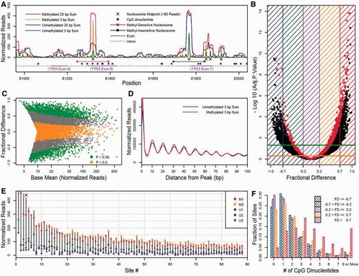 Differential nucleosome positioning between the unmethylated and methylated conditions for the human data. ( A ) An example from the data. One strongly positioned, methylation-sensitive (MS) nucleosome identified by DESeq overlaps the 8th exon in the TP53 gene while another strongly positioned but methylation-insensitive (MI) nucleosome occupies part of the 7th exon. The numbers of normalized reads from nucleosomes at midpoints in 3 and 25 bp sliding window sums are plotted as a function of position for the combined unmethylated (green and blue) and methylated (orange and red) libraries. The positions reflect BAC coordinates. ( B , C ) Differential nucleosome affinity analysis by DESeq. In (B), the negative log (base 10) of the adjusted P -values that resulted from tests between the 3 unmethylated and 2 methylated libraries for 11 448 positions are plotted against fractional difference (FD). The green and orange horizontal lines represent adjusted P -values of 0.05 and 0.5, respectively. Nucleosomes in red have >60 normalized reads in one of the combined unmethylated or methylated libraries. In (C), FD is plotted against the base mean of normalized reads for the five libraries. Nucleosomes in green and orange have adjusted P -values <0.05 and >0.5, respectively. ( D ) Position cluster analysis. For all peaks at the 11 448 nucleosome midpoint positions, the numbers of normalized reads at midpoints in 3 bp sums for the combined unmethylated and methylated nucleosome libraries were cumulatively added according to the distance at which they occurred. Note that since the data are in 3 bp sums, the highest peak occurs at position 1 rather than position 0. ( E ) Eighty-eight MS sites sorted by affinity. The number of normalized reads from each nucleosome library is plotted where the FD is >0.7 and the number of normalized reads in the combined methylated library is >60. The ‘X’ above Site #4 represents the MS nucleosome in the 8th exon of TP53 ( Figure 1 A). ( F ) CpG frequency analysis. For five FD ranges indicated by the key, the fraction of sites that contain the indicated number of CpGs is plotted.