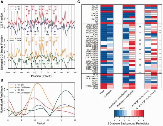 Periodicities and rotational orientations of dinucleotides and tetranucleotides in unmethylated and methylated nucleosomes. ( A ) Occurrences of CpG and selected CpG-tetranucleotides in methylation-sensitive nucleosomes. The CpG fractional occurrences along nucleosomal DNA from the unmethylated over methylated ( U > M ) nucleosomes (blue, P -value < 0.05, FD < 0) and methylated over unmethylated ( M > U ) nucleosomes (red, P -value < 0.05, FD > 0) are plotted. The frequency profiles of CpG from the U > M nucleosomes exhibit an outward-facing minor groove periodicity whereas the M > U nucleosomes face inward. The selected CpG tetranucleotides are indicated by the asterices, which designate 13 CpG tetranucleotides that face inward in the M > U nucleosomes ( Figure 4 C), and their occurrences along nucleosomal DNA from the U > M nucleosomes (green) and the M > U nucleosomes (orange) are plotted. ( B ) Fourier transform spectra from frequency profiles in Figure 4 A (using corresponding colors). The normalized amplitudes ( Supplementary Methods ) versus period are graphed for the U > M and M > U CpG and selected CpG tetranucleotide profiles. ( C ) Rotational orientation strengths of dinucleotides, CpG tetranucleotides and the eight tetranucleotide consensus sequences. The strengths of the outward (blue) and inward (red) periodicities are indicated in the level plot for the six libraries ( Supplementary Methods ). The nine equal signs next to the CpG tetranucleotides designate those that possess inward-facing periodicities in both the methylated Arabidopsis nucleosomes and the M > U nucleosomes. The prevalence of whites and pale reds/blues for the tetranucleotides in our study likely reflects the limited sequence space ( Figure 4 C).