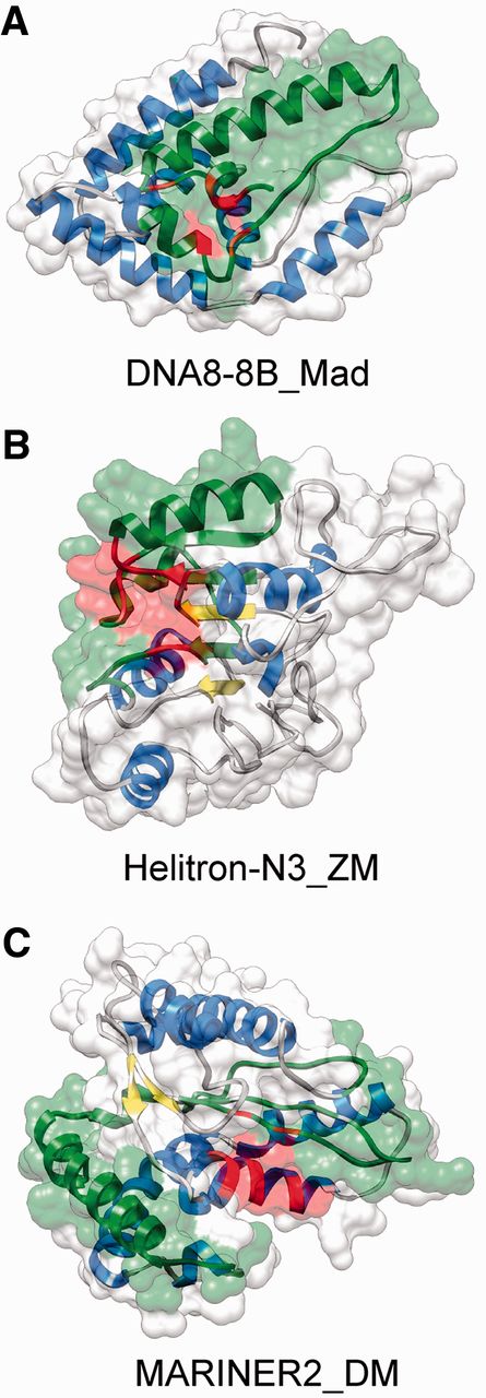 Examples of chimeric TE protein structures with an incorporated fragment of a host gene. The structures were predicted with I-TASSER, their function and catalytic centers were predicted with COFACTOR. In all cases, the estimated TM-score with the true topology is >0.5; thus, the models have an essentially correct topology. Alpha helices are highlighted with blue, beta sheets with yellow, green regions indicate the fraction of the sequence that is homologous to a non-TE protein and red highlights the catalytic core predicted by COFACTOR. ( A ) DNA8-8B_Mad from the apple genome, estimated TM score with the correct fold is 0.53. The incorporated fragment shows 80% sequence similarity to a short chain dehydrogenase (B9RTW7) with oxidoreductase activity (GO:0016491). ( B ) Helitron_N3_ZM from maize, estimated TM score is 0.64. The incorporated fragment shows 90% amino acid sequence similarity to maize fibrillarin (B6T4G7). The predicted highest scoring gene ontology terms for the molecular function of the protein are methyltransferase activity (GO:0008168) and RNA binding (GO:0003723). ( C ) MARINER2_DM transposon from Drosophila, estimated TM score is 0.74. The incorporated fragment is only 30% similar to the Drosophila gene CG18367-PA. The highest scoring molecular function GO term is DNA binding (GO:0003677).