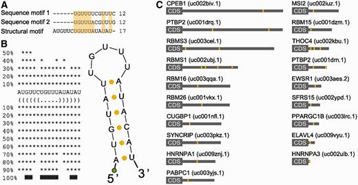 HCEs in mRNAs encoding RRM-type RBPs share a sequence and secondary structure motif. HCEs contained in the group of RRM-type RBP genes 3′-UTRs were scanned for both sequence and secondary structure motifs. The first search returned two, almost identical, 12-bases motifs; the second one produced a 17-bases hairpin which, after multiple alignment, emerged to contain a 12-bases core markedly similar to previously identified sequence motifs. This core represents the loop part of the hairpin which, as the two searches are quite concordant on it, may indeed represent a binding motif for the trans -factor of the regulatory network we are trying to identify. ( A ) shows the alignment between sequence and secondary structure motifs. Light-yellow background highlights column sequence identity. ( B ) shows the secondary structure motif and its bidimensional structure. The green circle represents the biotinylated DNA polyC linker added to the RNA. ( C ) Motif instances (yellow areas) mapped on the full length 3′-UTR (grey rectangle) of the 19 RRM-type RBP mRNAs. HGNC gene names are on the left, UCSC UTR names are on the right in parenthesis.