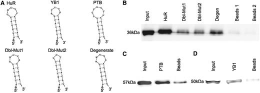 HuR is a trans -factor binding in vitro to the HCE motif shared by mRNAs encoding RRM-type RBPs. The different RNA probes used for the protein pull-down experiment are shown in ( A ). HuR pull-down probe: this probe was designed by using the secondary structure motif reported in Figure 3 , slightly modifying the lowest part of the hairpin so as to make it fold correctly when not in context. The loop was designed by selecting the most probable bases of the sequence in the aligment and the most probable structure motifs. Positive controls probes are the known binding sites for the YB1 and PTB RBPs, experimentally obtained ( 11 ). Again, the lowest part of the stem was slightly modified so as to make it fold as desired. Negative controls HuR probes are Dbl-Mut1, Dbl-Mut2 and Degenerate. The Degenerate probe was synthesized by allowing all four nucleotides to be present at each loop position, so as to obtain a mixture of probes bearing all the possible eptameric loops. The Dbl-Mut1 and Dbl-Mut2 probes were obtained respectively by mutating two bases of the original probe loop in a way to preserve it and by mutating one base and deleting two others in a way to obtain a pentameric loop instead of a eptameric loop. In all probes, the 5′ circle represents the biotinylated DNA polyC linker. ( B ) shows the HuR pull-down western blots. From the leftmost band to the rightmost: Input, HuR probe, Dbl-Mut1, Dbl-Mut2, Degenerate probe and denaturated beads bands. As can be readily seen, the stem–loop probes bind to HuR with a marked specificity for the correct one. ( C and D ) YB1 and PTB RBPs pull-down. From the leftmost band to the rightmost: input, YB1/PTB probe and denaturated beads. As shown by western blotting, the stem–loop probes bind to PTB and YB1 respectively, thus confirming that the pull-down protocol works as expected.