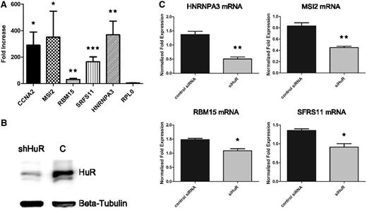 The network of HuR binding to mRNAs for RRM-type RBPs is a functional translational network. ( A ) shows the fold enrichment results (with respect to control) for four predicted RBP mRNAs (plus the CCNA2 mRNA as positive control and the RPL0 mRNA as negative control) subjected to ribonucleoprotein immunoprecipitation (RIP) from lysates of HuR overexpressing MCF-7 cells and quantitative RT-PCR, demonstrating interaction of HuR with these mRNAs. Enrichment significance P -values were computed for each mRNA with respect to the negative control RPL0 and are equal to 0.0163 for CCNA2, 0.0306 for MSI2, 0.01 for RBM15, 0.0003 for SRFS11 and 0.0054 for HNRNPA3. Level of significance is indicated by one, two or three stars (* ≤ 0.05, ** ≤ 0.01, *** ≤ 0.001). ( B ) reports the western blot confirming HuR silencing in MCF-7 cell line, β-tubulin is used as the housekeeping protein. ( C ) shows the statistically significant decrease of polysomal mRNA levels for the same four RRM-type RBP mRNAs when HuR is silenced, indicating a decrease of these mRNAs in the translatome and indirectly a translational-enhancing effect of HuR on these mRNAs. Increasing level of significance (* ≤ 0.05, ** ≤ 0.01) is indicated by one or two stars.