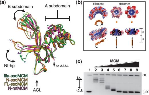 The N-terminal domain structural alignment and the DNA topology change induced by MCM. ( a ) Alignment of MCM N-terminal structures, showing the conformational change for the Nt-hp in the filament structure (green), with the Nt-hp pointing to a different direction to make contact with a neighboring subunit. Monomeric mon-ssoMCM in yellow (3F9V), N-ssoMCM in orange (2VL6), N-mtMCM in purple (1LTL). ( b ) Electrostatic patterning of ssoMCM filament (five subunits) compared with electrostatics of a hexamers of the N-terminal ssoMCM. The Nt-hp conformation in the filament structure reconstitutes an electro-positive surface (blue surface) to follow the spiral path in the filament. The orange objects represent the DNA with the expected DNA binding orientation on the filament or the hexamer. ( c ) DNA topology footprint with MCM, showing more negative supercoiling of DNA induced by increasing amount of MCM. Lane 1: negatively supercoiled pBR233 plasmid; lane 2: relaxed (nicked by topoisomerase) plasmid DNA and lanes 3–9: relaxed plasmid DNA incubated with increasing concentrations (1–10 µM) of MCM. OC, open circle; (−) SC, negative supercoiling; Lk, linker number.