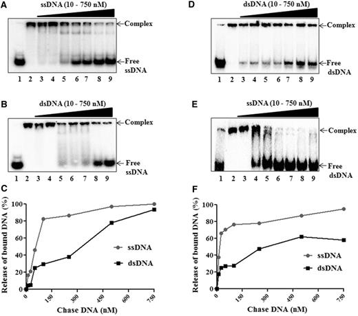 HpDprA has higher affinity for ssDNA than dsDNA. Chase of preformed 32 P-labelled 50 mer ssDNA–HpDprA complex (0.5 nM DNA and 400 nM of HpDprA) with unlabelled ( A ) ssDNA or ( B ) dsDNA. Similarly, the chase of 50-bp dsDNA–HpDprA complex with addition of cold ( D ) dsDNA or ( E ) ssDNA. Lane 1: DNA alone, lanes 2–9: 0, 10, 25, 50, 100, 250, 500 and 750 (nM) unlabelled competitor DNA. A comparative quantitative analysis of chase with cold competitor DNA (ssDNA and dsDNA) of ssDNA–HpDprA complex (C) and dsDNA–HpDprA complex ( F ) are shown.