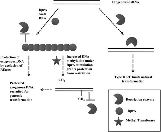 Role of HpDprA in alleviating restriction barrier during natural transformation. Diagrammatic illustration of the proposed DprA involvement in alleviating restriction barrier. Coating of DNA by HpDprA occludes restriction enzymes but HpDprA stimulates activity of methyltransferases resulting in protection of incoming DNA.