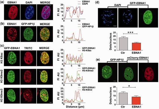 Localization of EBNA1 in interphase nuclei. ( a ) EBNA1 is visualized in interphase nuclei of transfected NIH3T3 cells by immunofluorescence staining with the rabbit K67.1 antibody (red), and DNA is visualized by DAPI staining (blue). The merged image and localization profile indicate that EBNA1 does not accumulate on heterochromatin foci that appear as bright dots in DAPI stained nuclei. FI AU = fluorescence intensity arbitrary unit. ( b ) Localization of EBNA1 in U2OS cells co-transfected with EBNA1 (red) and GFP-HP1β (green). EBNA1 does not accumulate in heterochromatic regions marked by the accumulation of GFP-HP1β. ( c ) Immunofluorescence staining of U2OS cells transfected with GFP-EBNA1 and localization profiles illustrating the partial colocalization of EBNA1 with markers of transcriptionally active euchromatin (H3-K9ac) and facultative heterochromatin (H3-K9me2) but exclusion from heterochromatin identified by accumulation of H3-K9me3. Scale bar 5 µm. ( d ) EBNA1 promotes the decrease of heterochromatic foci in rodent cells. Constitutive heterochromatin is visualized by DAPI staining in NIH3T3 cells 48 h after transfection with either the pcDNA3 empty vector (left panel) or GFP-EBNA1 (middle and right panels). Scale bar 5 µm. The average number of heterochromatic foci in 25 cells is shown in the lower panel. Ctr = 18.28 ± 1.59; EBNA1 = 10.7 ± 1.00; P = 0.0002. ( e ) EBNA1 promotes the decrease of heterochromatic foci in human cells. Constitutive heterochromatin is visualized in U2OS cells transfected with GFP-HP1β. The number of HP1β positive foci in 20 cells is shown in the lower panel. Ctr = 13.7 ± 1.39: EBNA1 = 9.0 ± 1.43; * P = 0.03.