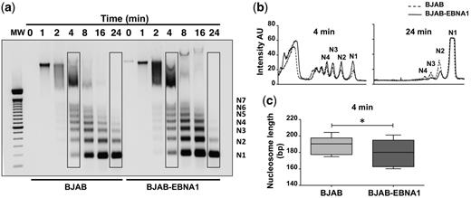 EBNA1 alters the global organization of chromatin. ( a ) Representative MNase digestion assay illustrating the faster digestion of DNA in BJAB-EBNA1 compared with BJAB, which indicates increased accessibility of the linker DNA region and global chromatin decompaction. ( b ) Nucleosome peaks profile after digestion for 4 and 24 min. A substantially increased intensity of the N1, N2, N3 and N4 fragments can be appreciated in BJAB-EBNA1 after 4 min and digestion is virtually complete after 24 min. One representative experiment out of three is shown. ( c ) EBNA1 expression is associated with decreased average nucleosome size. The size of N2, N3, N4 and N5 fragments was calculated in three independent experiments (see also Supplementary Figure S1 ) relative to the migration of the molecular weight marker. The average number of bases was calculated by dividing the length in bases by the number of nucleosomes in each fragment. BJAB = 189.1 ± 3.73; BJAB-EBNA1 = 180 ± 5.75; * P = 0.016.