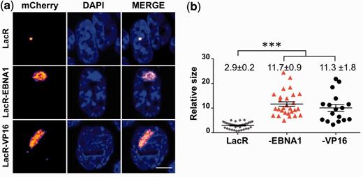 EBNA1 induces decondensation of the LacO chromatin array. ( a ) A03-1 cells were transfected with mCherry-LacR, or mCherry-LacR fused to either EBNA1 or the herpes simplex-1 trans-activator VP16. The condensed array appears as a compact dot in cells expressing mCherry-LacR. Tethering of either EBNA1 or VP16 to the array induced the formation of extended structures of irregular shape. Scale bar 5 µm. ( b ) Quantification of the array size expressed as the percentage of nuclear area occupied by the array. EBNA1 and VP16 induced a comparable 4-fold increase in the size of the array. LacR = 2.9 ± 0.2; LacR-EBNA1 = 11.7 ± 0.9; LacR-VP16 = 11.3 ± 1.8, *** P < 0.0001.