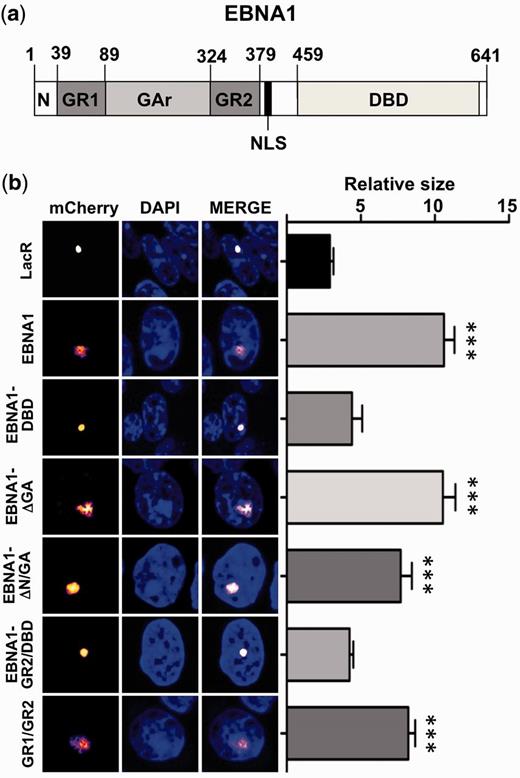 The bipartite Gly-Arg rich domain of EBNA1 is required for chromatin decondensation. ( a ) Schematic representation of the EBNA1 protein: N terminus, amino acid 1–39; Gly-Arg repeat-1 (GR1), amino acid 39–89; Gly-Ala repeat (GA), amino acid 89–324; Gly-Arg repeat-2 (GR2), amino acid 324–379; Nuclear Localization Signal (NLS), amino acid 379–386; viral DBD, amino acid 459–598. ( b ) The GR1 and GR2 domains are necessary and sufficient for the chromatin decondensation effect. A03-1 cells were transfected with mCherry-LacR or mCherry-LacR fused to EBNA1 or the indicated EBNA1 subdomains. Decondensation of the array was observed on tethering of the full length EBNA1, EBNA1 deletion mutants containing both the GR1 and GR2 domains or the juxtaposed GR1 and GR2 domains alone. The relative size ±SE of the array in >30 cells analyzed in three independent experiments is shown, *** P < 0.001.